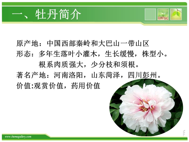 牡丹的药用价值.ppt_第3页