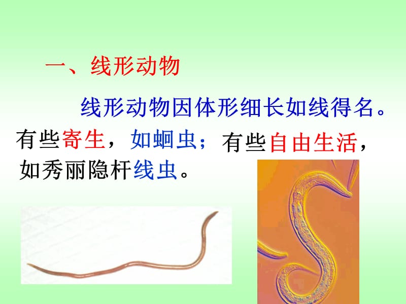 第二线形动物和环动物.ppt_第3页