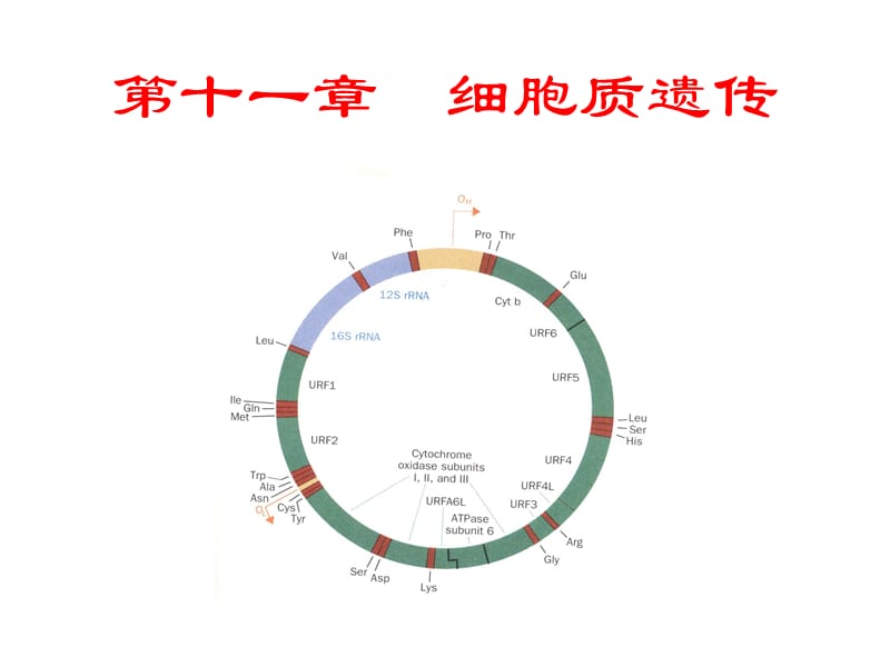 第十一部分细胞质遗传教学课件.ppt_第1页