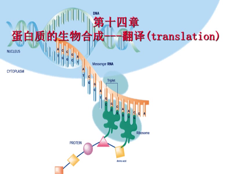 第十四章蛋白质的生物合成翻译translation.ppt_第1页