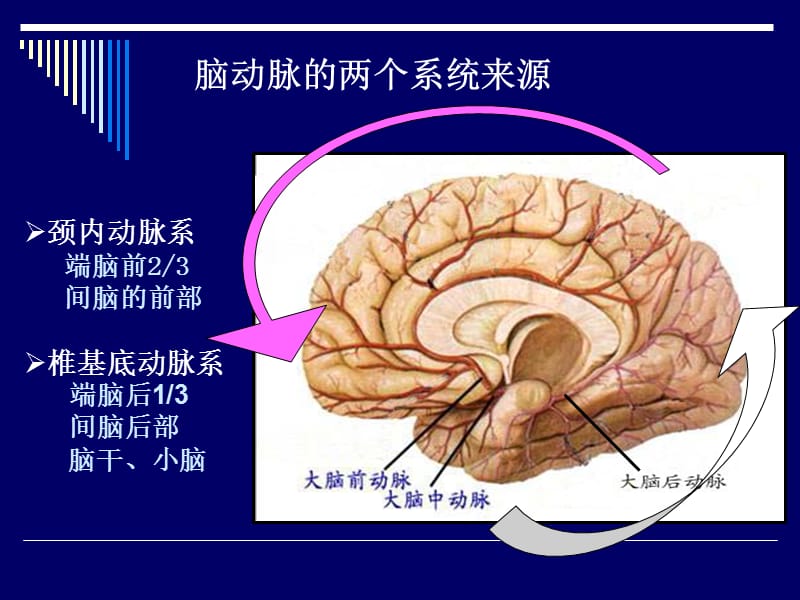 脑动脉解剖图.ppt_第3页