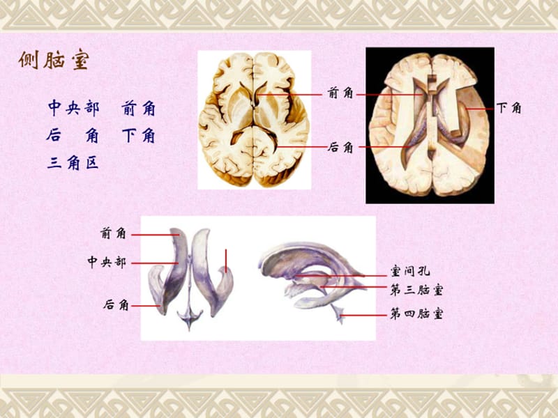 脑室与脑池解剖.ppt_第3页