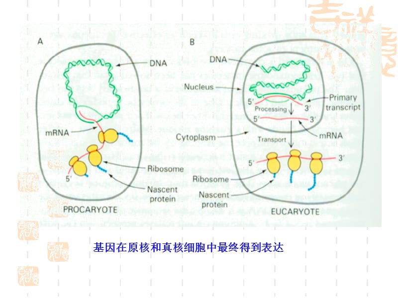 动物生物化学第十五章蛋白质翻译.ppt_第3页