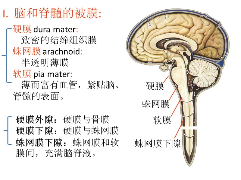 脑和脊髓的被膜、血管 以及脑脊液循环.ppt_第2页