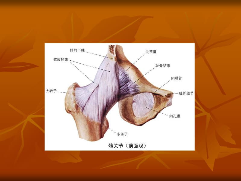 髋关节检查法.ppt_第3页