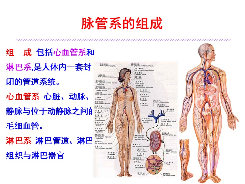 脉管学总论与心脏.ppt_第2页