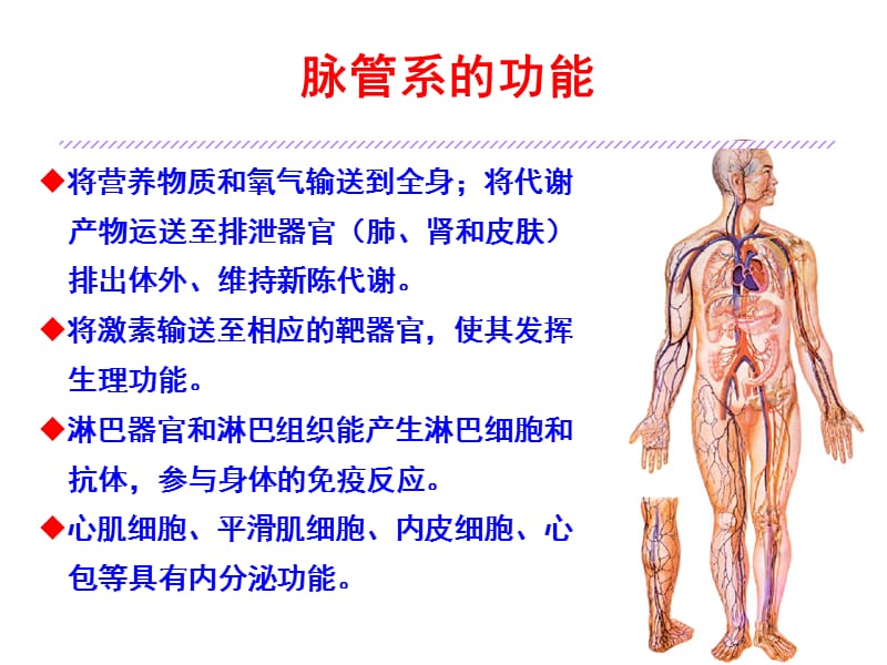 脉管学总论与心脏.ppt_第3页