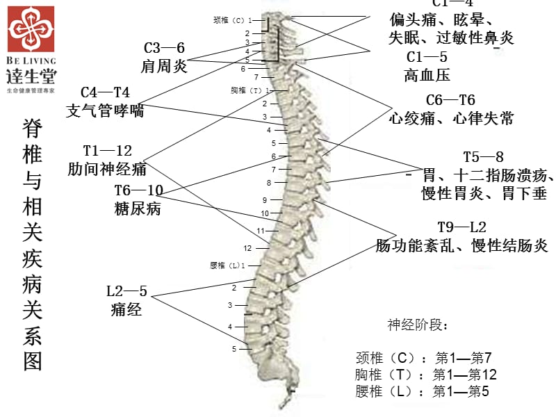 龙氏脊椎正骨.ppt_第3页