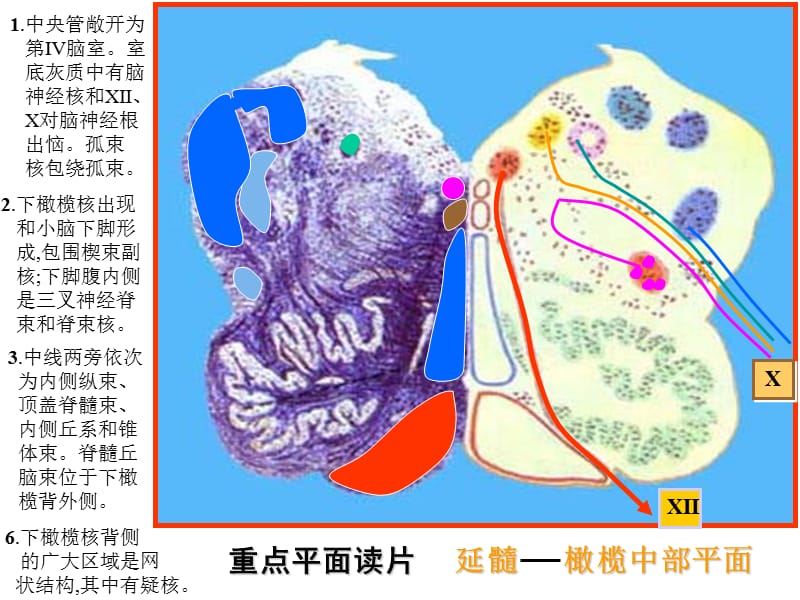 脑干网状结构小脑---《解剖学》.ppt_第1页