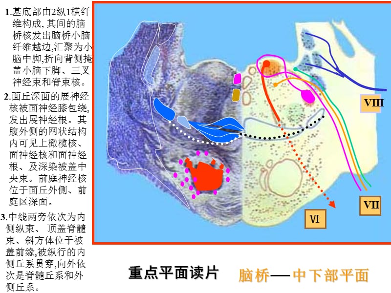 脑干网状结构小脑---《解剖学》.ppt_第2页