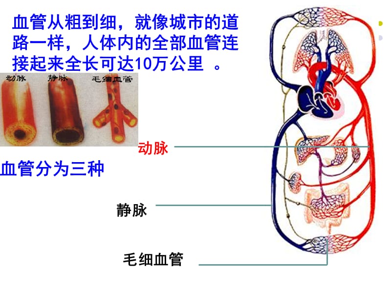 北师大版9.2血液循环3个课时ppt课件.ppt_第2页