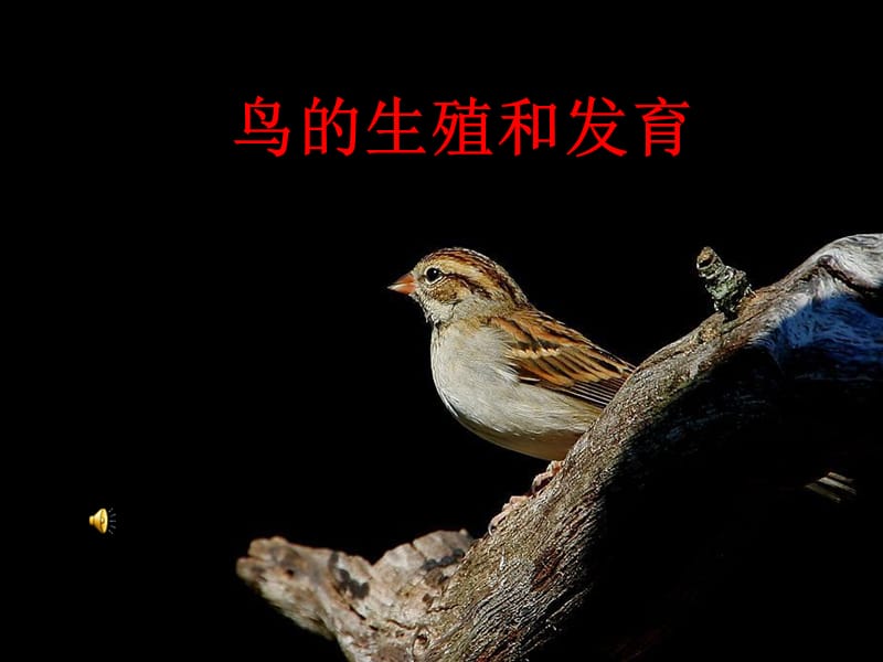 人教版生物八年级下册第七单元第一章第四节鸟的生殖和发育.ppt_第1页