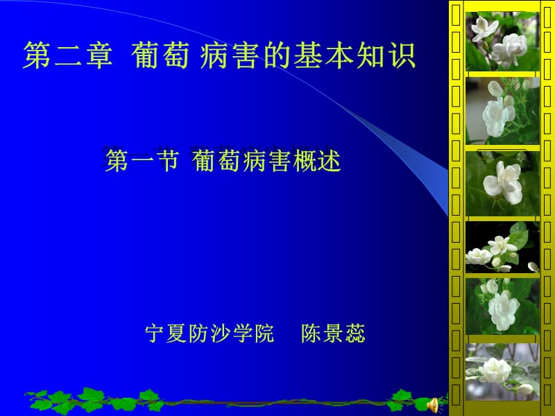 葡萄病害课件.ppt_第1页