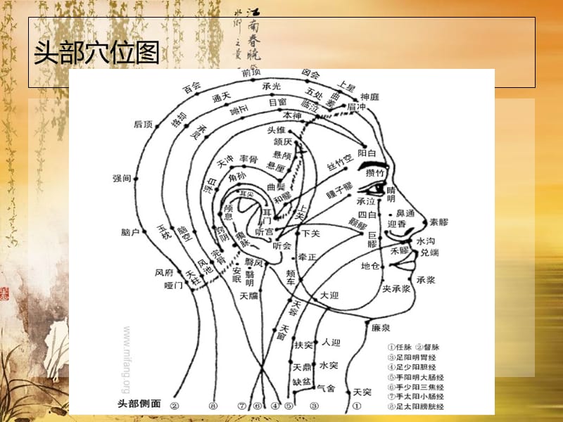 头部穴位与足部反射--英语精读PPT课件.ppt_第2页