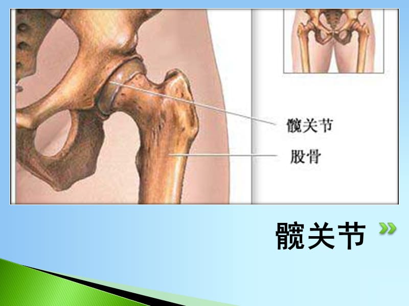 髋关节的解剖.ppt_第1页