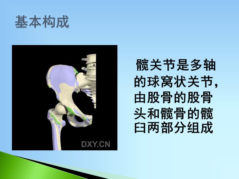 髋关节的解剖.ppt_第2页