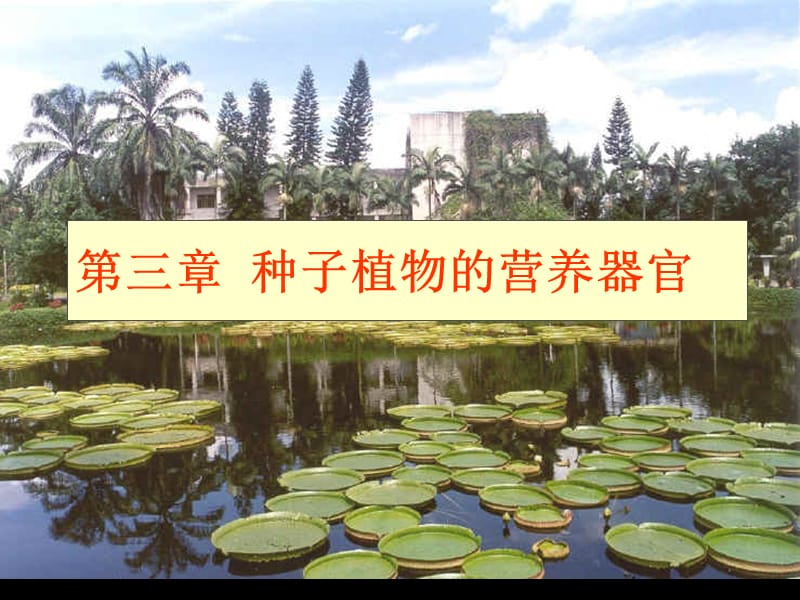 《植物学教学资料》第三章 营养器官-根.ppt_第1页