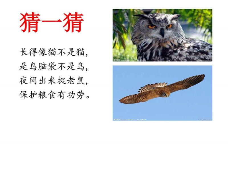 课文9-《让猫头鹰好好睡觉》_图文.ppt.ppt_第1页