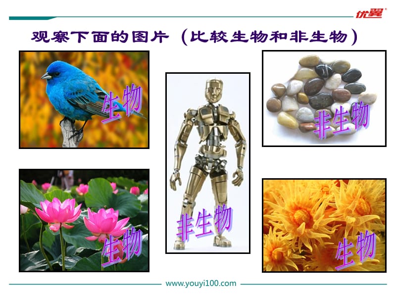 七年级生物（人教版）教学课件：1.第一节 生物的特征.ppt_第2页