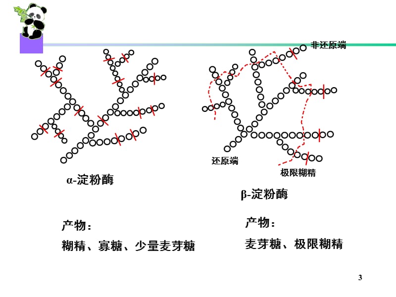 生物化学简明教程第四版09糖代谢.ppt_第3页