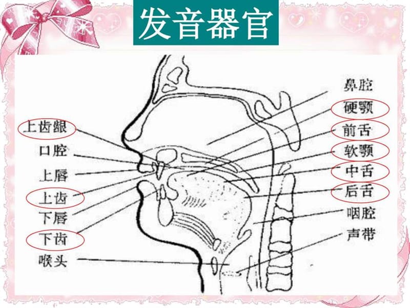 2017年英语全套音标学习课件.ppt_第3页