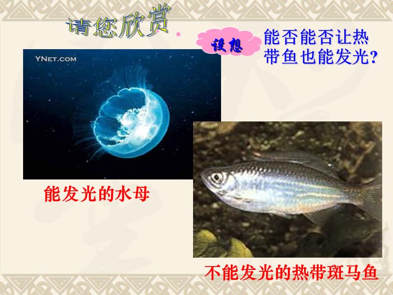 高二生物课件：基因工程及其应用(最终).ppt_第2页