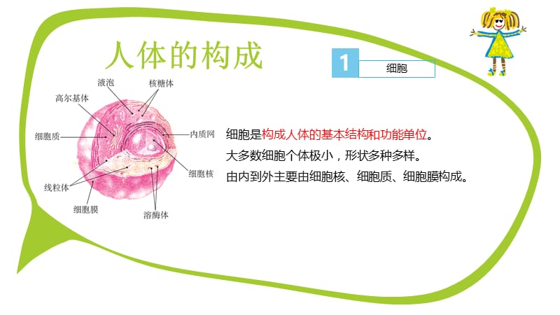 学前儿童卫生保健—幼儿生理特点ppt课件.ppt_第3页