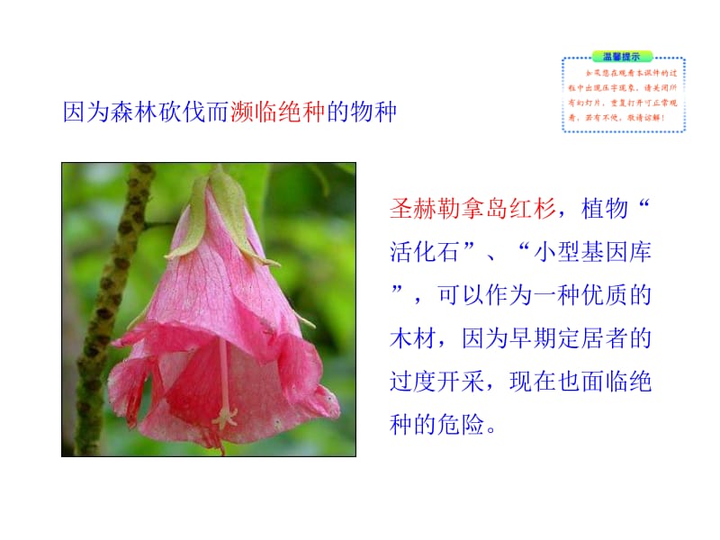 生物：7.3《绿化，我们共同的行动》课件（苏教版七年级上）.ppt_第3页