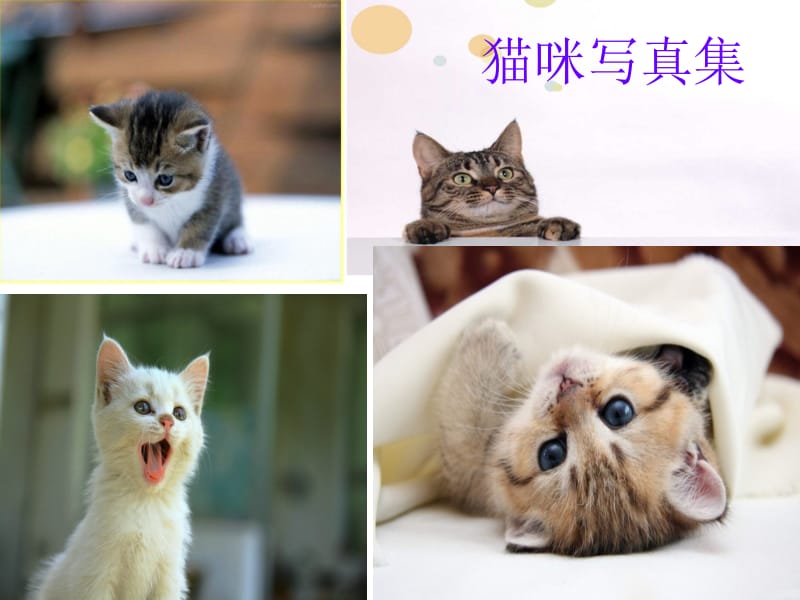 猫第二课时课件.ppt_第2页