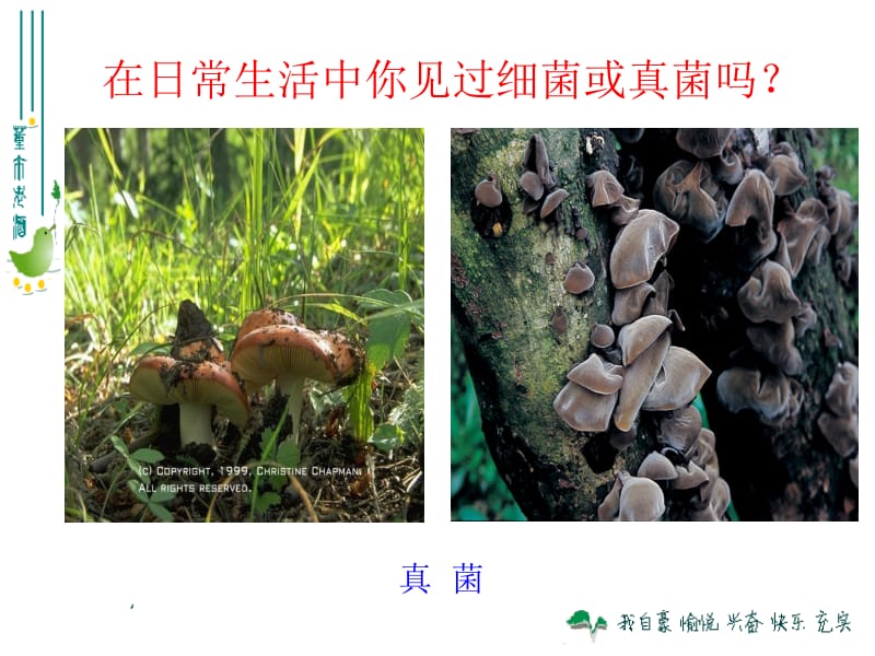 细菌和真菌的分布31p.ppt_第2页