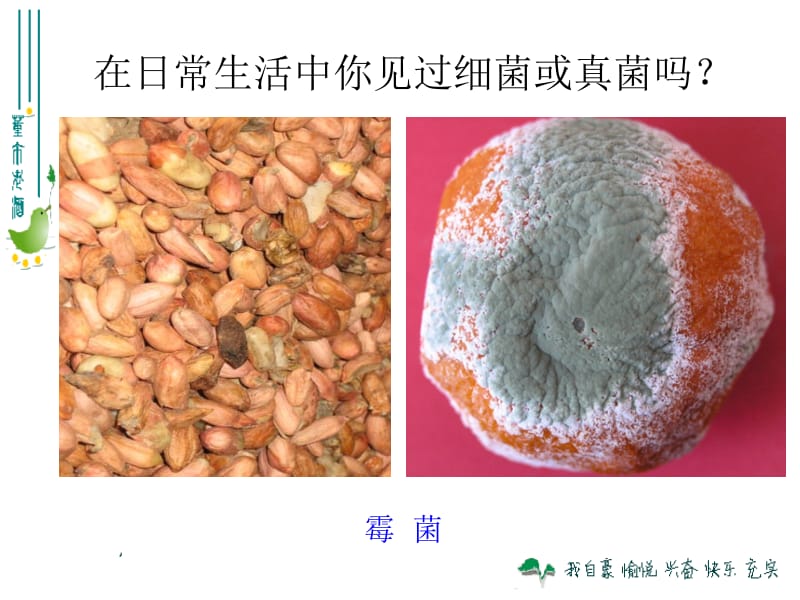 细菌和真菌的分布31p.ppt_第3页