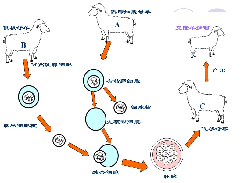 细胞核是遗传信息库ppt.ppt_第3页