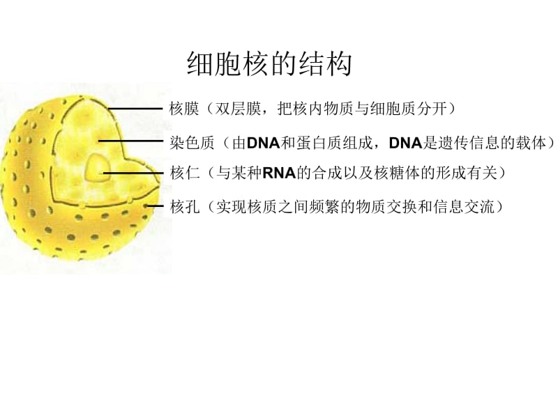 细胞核的课件.ppt_第2页