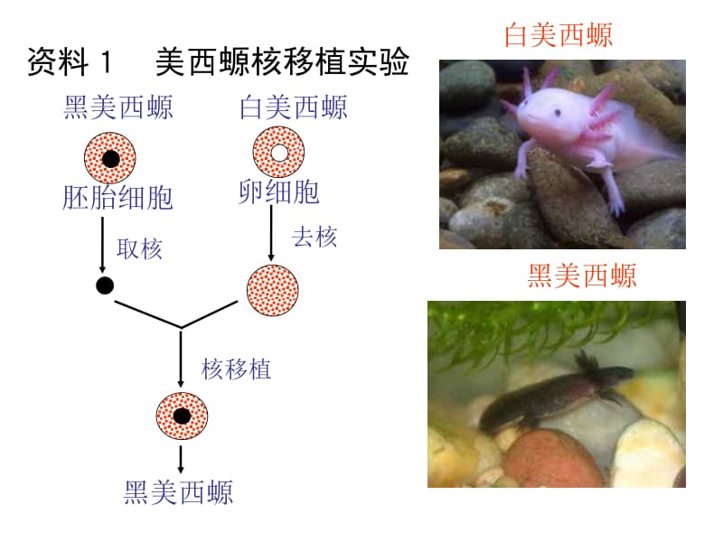 细胞核的课件.ppt_第3页