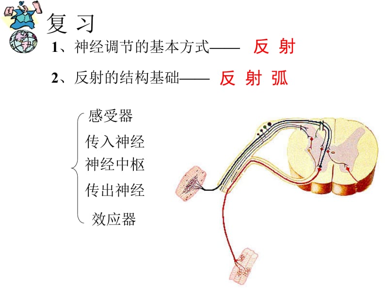 生物：12.1《人体的激素调节》课件（苏教版七下）.ppt_第1页