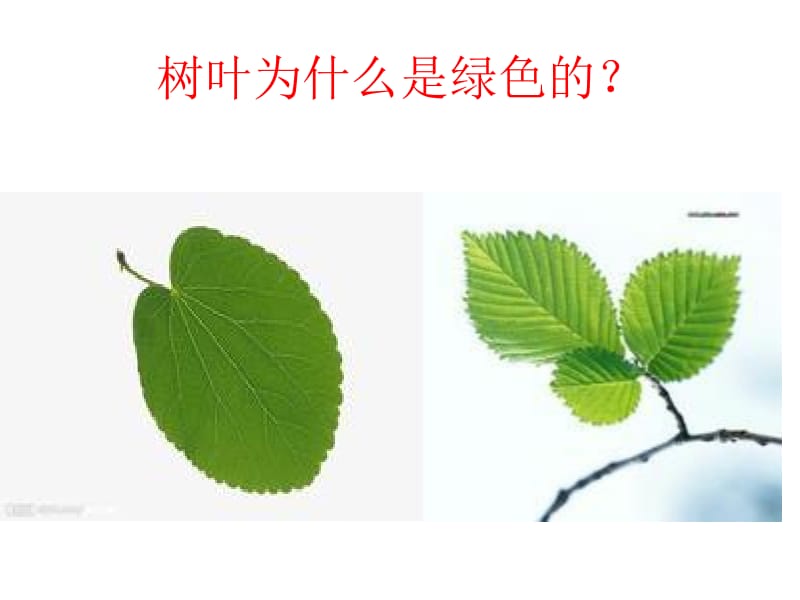 生物：1.4《学习探究》课件（冀教版七年级上）.ppt_第3页