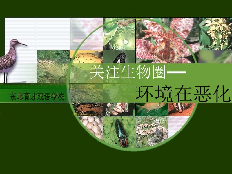 生物：13.1《关注生物圈—环境在恶化》课件（苏教版七下）.ppt_第2页