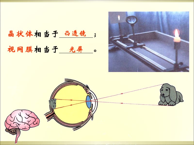 物理八年级沪科版4.6眼睛与视力矫正课件2.ppt_第3页