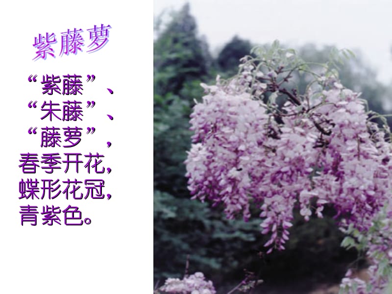 紫藤萝瀑布.ppt.ppt_第1页