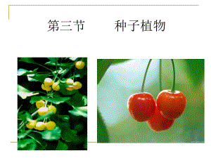 种子植物 (2).ppt