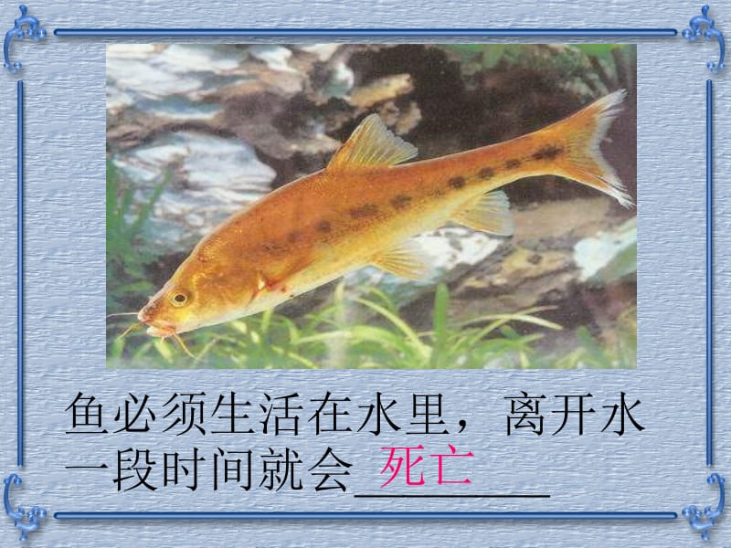 生物与环境的相互关系.ppt_第2页