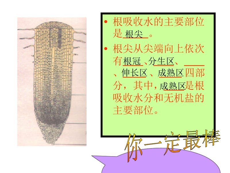 生物：5.3《植物生长需要水和无机盐》课件（苏教版七年级上）.ppt_第3页