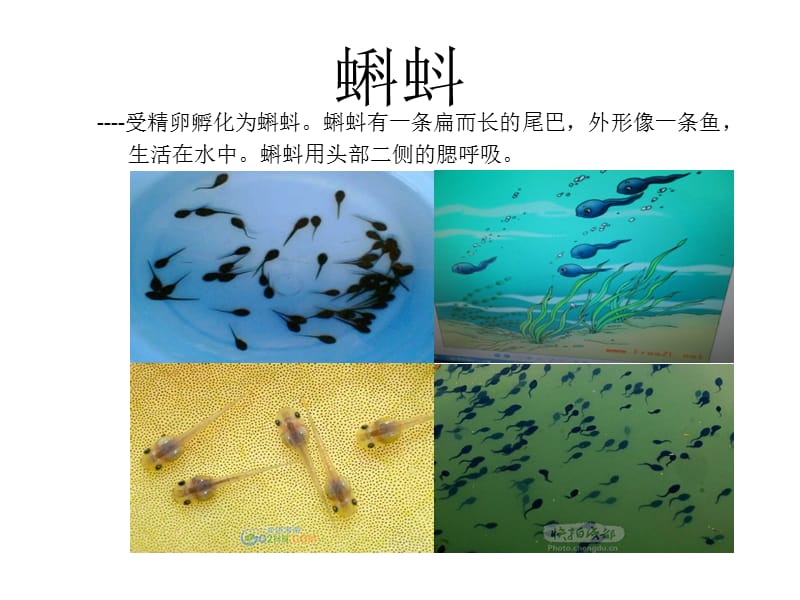 青蛙的成长历程.ppt_第3页