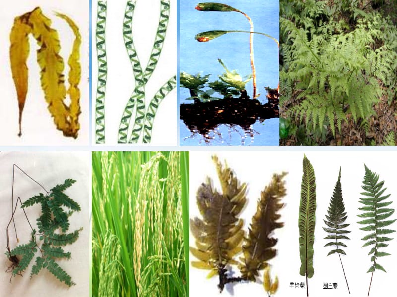 藻类、苔藓和蕨类植物 (3).ppt_第2页