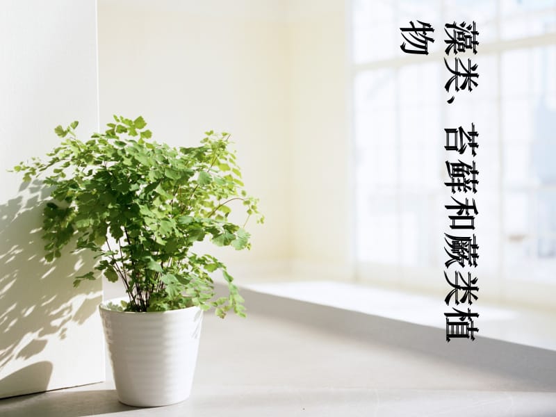 课件藻类苔藓和蕨类植物.ppt_第3页