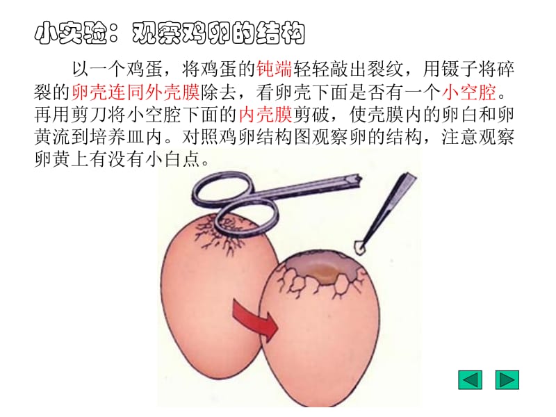 鸟的生殖和发育 (2).ppt_第3页