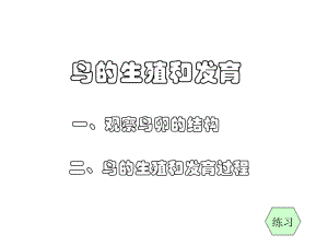 鸟的生殖和发育 (2).ppt