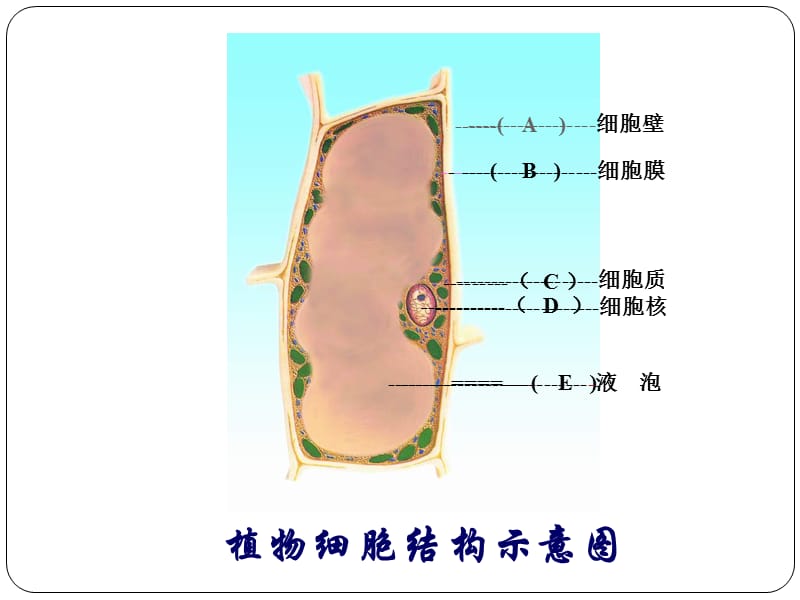 观察番茄果肉细胞PPT鄢锦辉.ppt_第3页