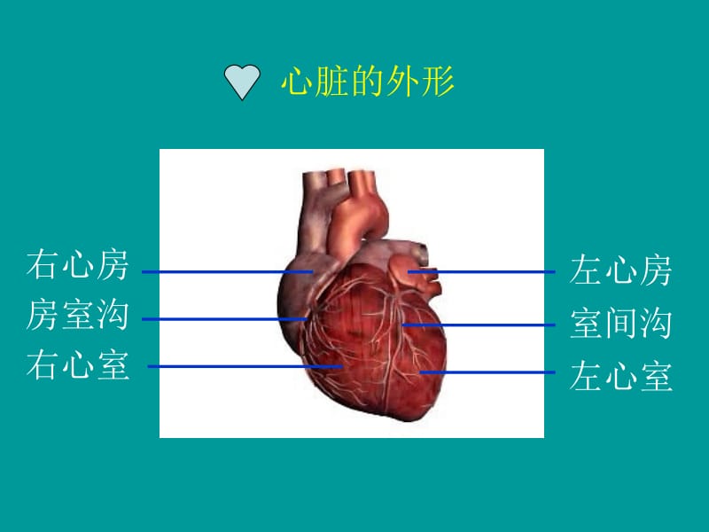 输送血液的泵--心脏.ppt_第2页