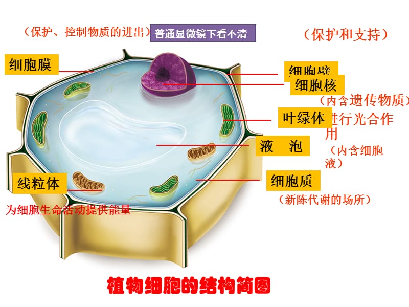 七年级上册生物第一单元复习.ppt_第3页